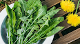 Dandelion leaves — natural diuretic herb that supports healthy blood pressure balance