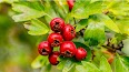 Hawthorn berries — traditional cardiac tonic botanical used for centuries for heart strength