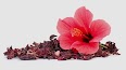 Hibiscus flowers — studied for supporting healthy systolic and diastolic blood pressure