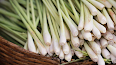 Lemongrass — aromatic herb with antioxidant and anti-inflammatory properties